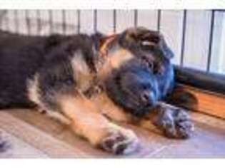 German Shepherd Dog Puppy for sale in Winterville, NC, USA