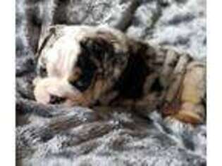 Bulldog Puppy for sale in Dothan, AL, USA