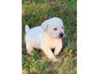 Labrador Retriever Puppy for sale in Blacksburg, VA, USA