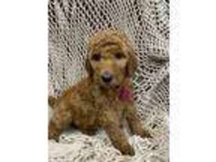 Goldendoodle Puppy for sale in Reading, PA, USA