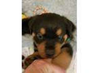 Rottweiler Puppy for sale in Salem, VA, USA