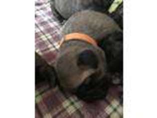 Bullmastiff Puppy for sale in Spurlockville, WV, USA