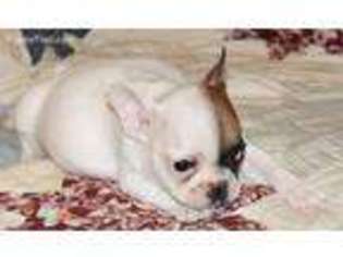 French Bulldog Puppy for sale in Dallas, WV, USA
