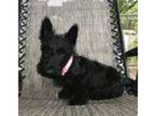 Scottish Terrier Puppy for sale in Pierce City, MO, USA