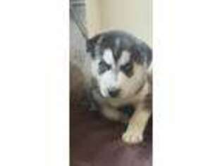 Siberian Husky Puppy for sale in Indianapolis, IN, USA