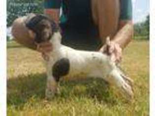 German Wirehaired Pointer Puppy for sale in Granbury, TX, USA