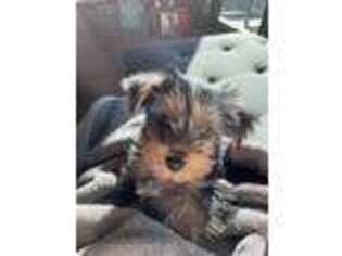 Yorkshire Terrier Puppy for sale in Yonkers, NY, USA