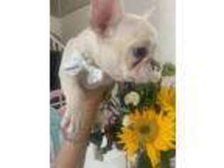 French Bulldog Puppy for sale in Savannah, GA, USA