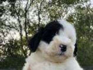 Portuguese Water Dog Puppy for sale in Garden City, KS, USA