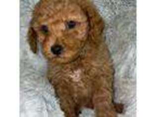 Mutt Puppy for sale in Fletcher, OK, USA
