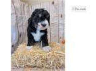 Cavalier King Charles Spaniel Puppy for sale in Fort Wayne, IN, USA