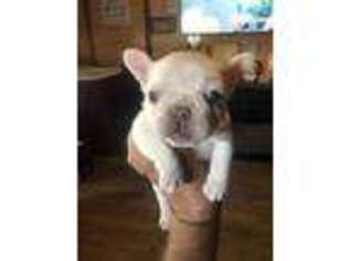 French Bulldog Puppy for sale in Dayville, CT, USA