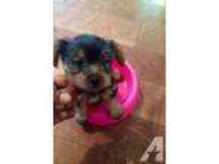 Yorkshire Terrier Puppy for sale in ALTA LOMA, CA, USA