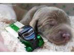 Labrador Retriever Puppy for sale in Henderson, NV, USA
