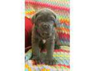 Neapolitan Mastiff Puppy for sale in Neosho, MO, USA