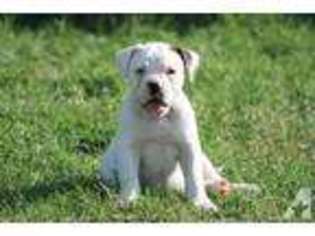 American Bulldog Puppy for sale in JOSHUA, TX, USA