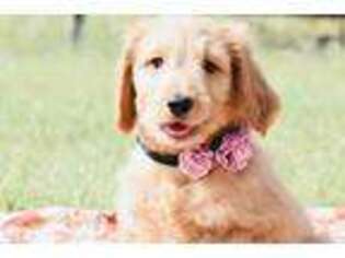 Goldendoodle Puppy for sale in Brownwood, TX, USA