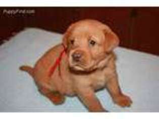 Labrador Retriever Puppy for sale in Harpursville, NY, USA