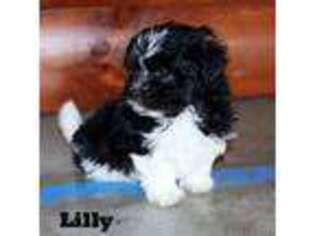 Havanese Puppy for sale in Gay, GA, USA