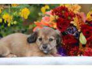 Mutt Puppy for sale in Woodbine, GA, USA