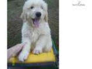 Goldendoodle Puppy for sale in Greensboro, NC, USA