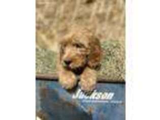 Goldendoodle Puppy for sale in Lake Elsinore, CA, USA