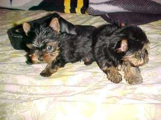 Yorkshire Terrier Puppy for sale in Polk, PA, USA
