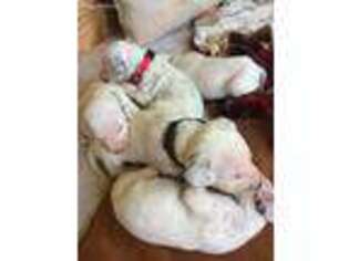 Dalmatian Puppy for sale in Danbury, CT, USA