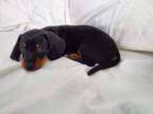 Dachshund Puppy for sale in Reading, PA, USA