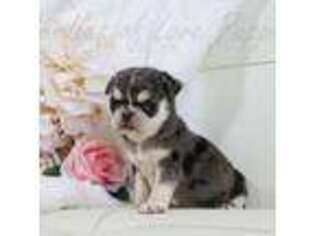 Pug Puppy for sale in Rock Valley, IA, USA