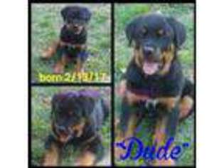 Rottweiler Puppy for sale in Newcastle, OK, USA