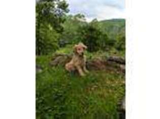 Goldendoodle Puppy for sale in Morehead, KY, USA