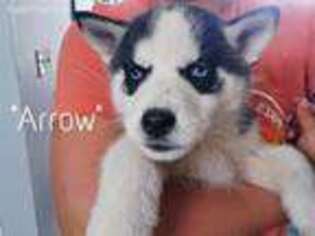 Siberian Husky Puppy for sale in Peyton, CO, USA