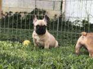 French Bulldog Puppy for sale in Pine Knot, KY, USA
