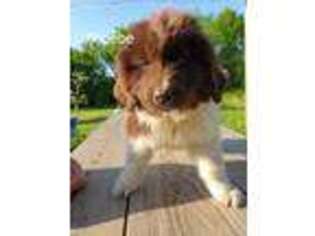 Newfoundland Puppy for sale in Coulterville, IL, USA