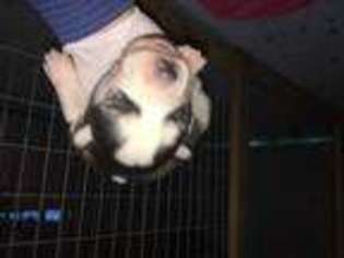 Siberian Husky Puppy for sale in NEWTON, MS, USA