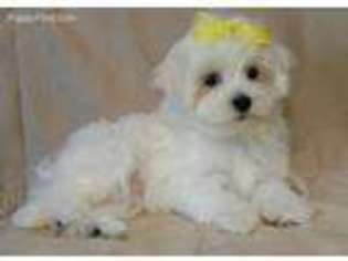 Maltese Puppy for sale in Richmond, MA, USA