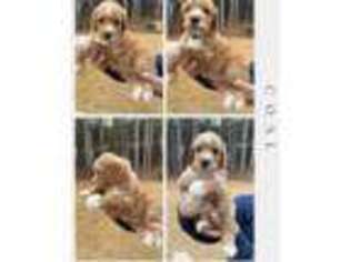 Goldendoodle Puppy for sale in Loganville, GA, USA