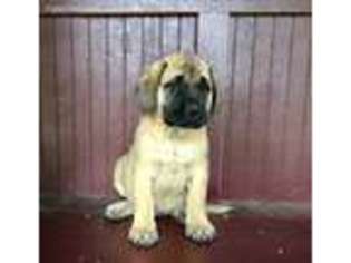 Mastiff Puppy for sale in Quarryville, PA, USA