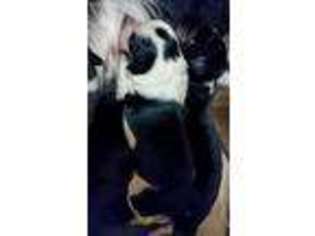 Border Collie Puppy for sale in Sedro Woolley, WA, USA