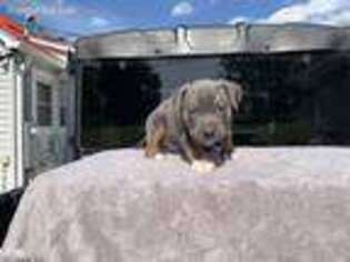Mutt Puppy for sale in Lilesville, NC, USA