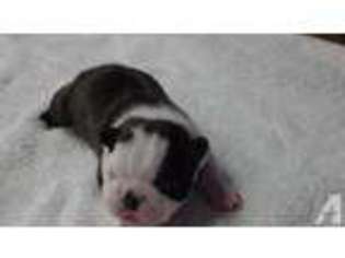 Boston Terrier Puppy for sale in SILVER SPRINGS, NV, USA