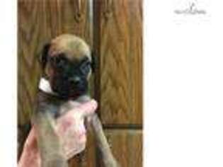 Bullmastiff Puppy for sale in Wichita, KS, USA