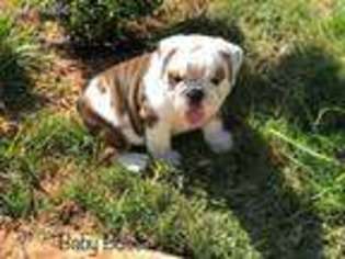 Bulldog Puppy for sale in Lithonia, GA, USA