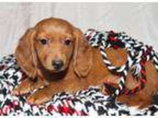 Dachshund Puppy for sale in Grand Rapids, MI, USA