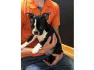 Boston Terrier Puppy for sale in Middlebury, IN, USA