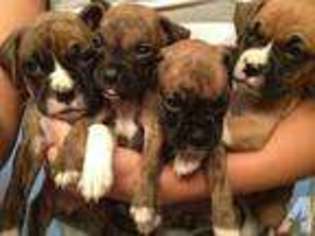 Boxer Puppy for sale in BRADENTON, FL, USA