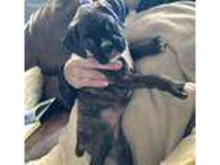 Boxer Puppy for sale in Leesburg, AL, USA