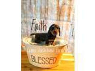 Dachshund Puppy for sale in Hamilton, OH, USA