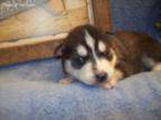 Siberian Husky Puppy for sale in Liverpool, PA, USA